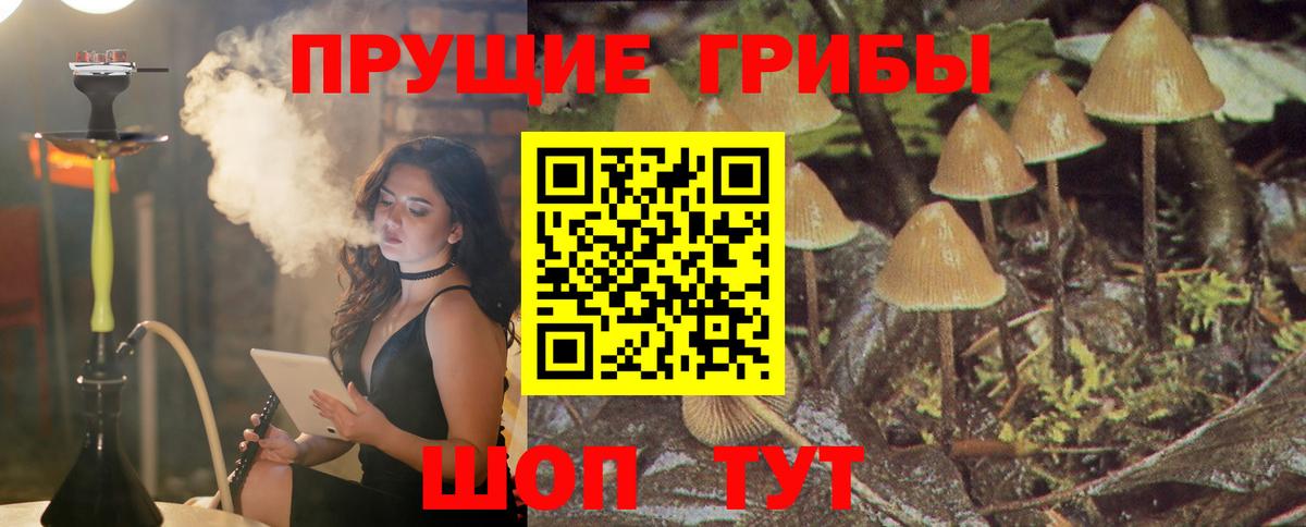 Псилоцибиновые грибы ЛСД  Вход с VPN  купить наркоту  Новозыбков  Псилоцибиновые грибы Cubensis 